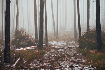 leśna droga ,mgła  © Marcin Łazarczyk