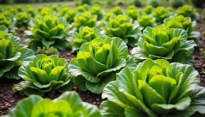 Lush green lettuce bed thriving in homegrown garden, sustainable yield