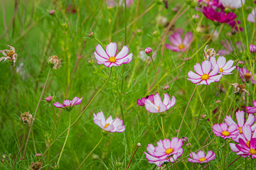 Vibrant Wildflowers Bloom in a Lush Green Meadow Under Soft Sunlight During a Serene Afternoon in Spring, Creating a Colorful Natural Tapestry Filled With Life and Beauty