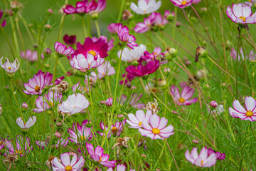 Vibrant Wildflowers Bloom Under the Warm Sun in a Lush Green Meadow, Creating a Colorful and Serene Landscape Perfect for Nature Lovers and Photographers