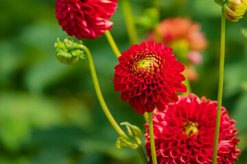 Vibrant Red Dahlias Bloom Gracefully in a Lush Garden, Showcasing Nature's Artistry Under the Warm Sun, Inviting Admiration and Appreciation for Their Intricate Beauty and Charm