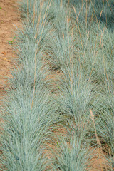 Lush Blue-Green Grass Creates a Serene Texture Across the Sandy Landscape in the Warm Afternoon Light, Inviting Tranquility and a Sense of Nature's Beauty