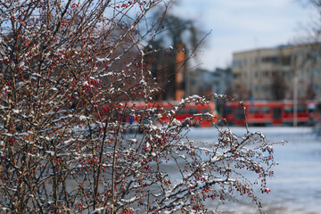 Winter Park. Walking around the city. Winter landscape in Ukraine. White snow in the city park....