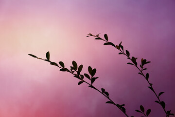 plant silhouette at sunset in spring season