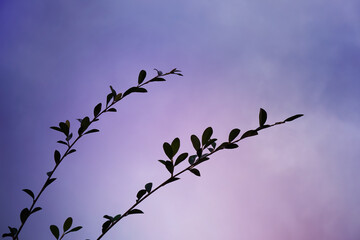 plant silhouette at sunset in spring season