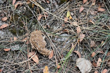 close up of a honeycomb part 