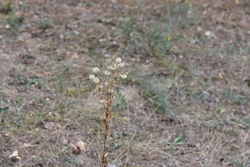 Close up of dry grass flower in the garden with blurred background.
