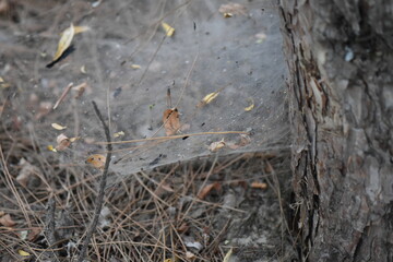 A closeup of a spider web on the trunk of a pine tree in autumn season