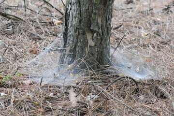 Obraz premium A closeup of a spider web on the trunk of a pine tree in autumn season