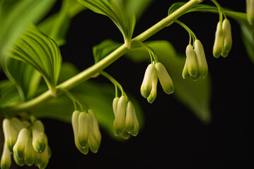 Delicate Green Buds Sway Gently on a Slender Branch, Capturing the Essence of Spring’s Awakening...