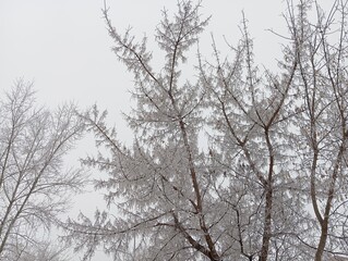 trees in winter