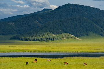 Russia. The South of Western Siberia, the Altai Mountains. A small herd of horses grazes peacefully on the green pastures of the foothills and the valley of the Kan River.