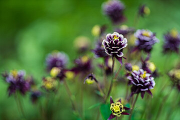 Colorful Purple Flowers Blooming in a Lush Garden, Showcasing Intricate Petals and Vibrant Hues Under Soft Sunlight
