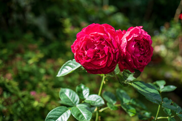 Two Vibrant Red Roses Bloom Together in a Lush Garden, Showcasing Nature's Beauty Under Gentle Sunlight on a Warm Day