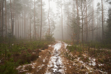 leśna droga,mgła  © Marcin Łazarczyk