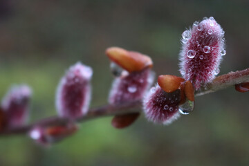 Close-up of blooming Japanese Willow pink flowers covered by raindrops. Salix gracilistyla 'Mt. Aso' on early springtime