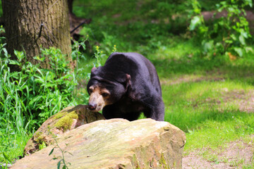 The Gentle Side of Bears, Exploring Their Behavior and Beauty.