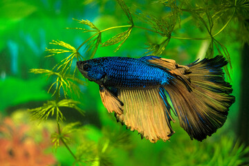 Aquarium fish  siamese cockerel swim. Male fighting fish. Veil, bicolor, blue scales, golden fins and tail. Latin name-Betta splendens.