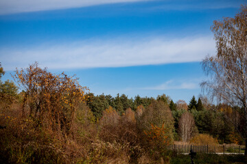 Fototapeta premium An Autumn Landscape That is Richly Filled with Colorful Foliage and a Stunningly Clear Blue Sky