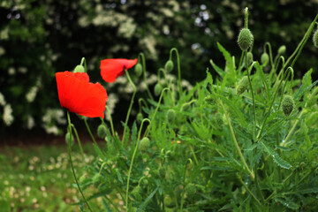 Close-up of two red poppy flowers in the meadow on selective focus. Papaver rhoeas in bloom on...