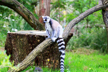 Lemurs in Focus, A Photographic Journey into Their World.