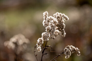 Delicate White Wildflowers Present in Enchanting Soft Focus for Aesthetic Delight