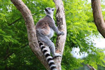 Obraz premium Lemurs in Focus, A Photographic Journey into Their World.