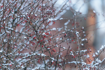Winter Park. Walking around the city. Winter landscape in Ukraine. White snow in the city park....