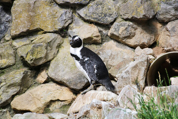 Fototapeta premium Capturing the Charm of Penguins, Photography at Burgers' Zoo.