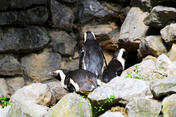 Capturing the Charm of Penguins, Photography at Burgers' Zoo.