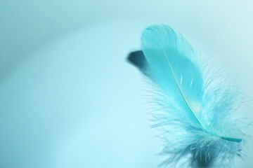 One fluffy feather on light blue background, closeup. Space for text