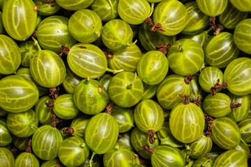 Fresh and Vibrant Green Gooseberries Piled Together at a Local Market, Showcasing Their Unique Texture and Color Under Warm, Natural Light