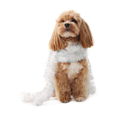 Cute dog with shiny tinsel on white background