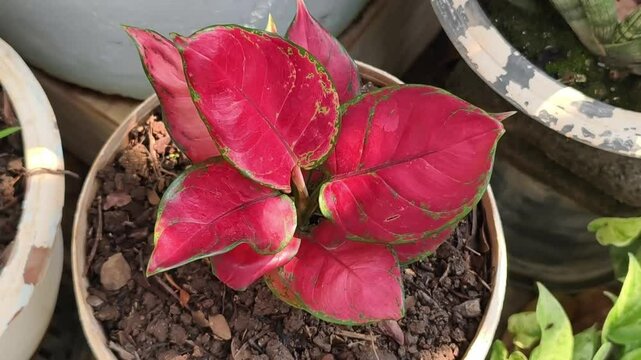 The soft red leaves are blooming.
