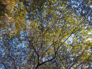 autumn leaves against blue sky