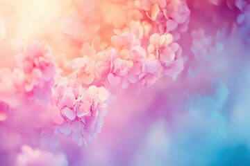 Fototapeta premium Pastel Pink and Purple Hydrangea Blossoms in Soft Focus