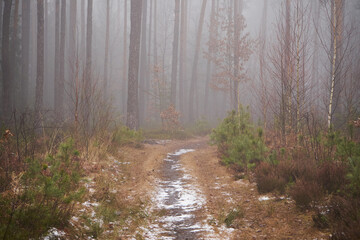 leśna ścieżka,mgła  © Marcin Łazarczyk