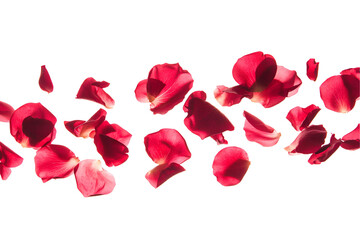rose petals on white