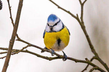 Blaumeise (blue tit) im Herbst, Winter auf einem Ast / Vogel