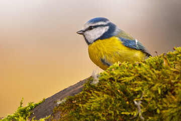 Blaumeise (blue tit) im Herbst, Winter auf einem Ast / Vogel
