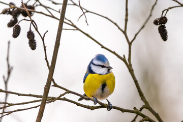 Blaumeise (blue tit) im Herbst, Winter auf einem Ast / Vogel