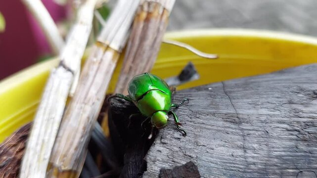 Green beetles are walking on the charcoal of the plant. Green June beetle. Cotinis nitida. Species of insect.