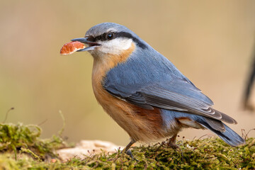Kleiber im Herbst/Winter mit einer Nuss im Schnabel auf einem Ast / Vogel
