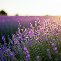 Fototapeta premium lavender field in provence
