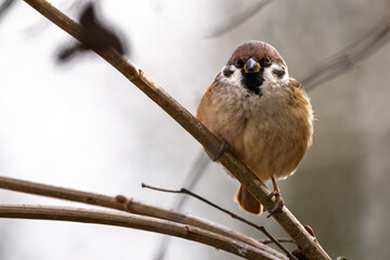 Feldsperling im Herbst/Winter auf einem Ast / Vogel