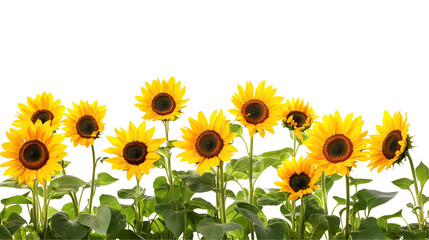 sunflowers in the garden
