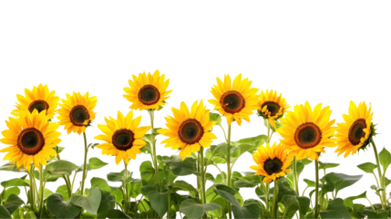 sunflowers in the garden