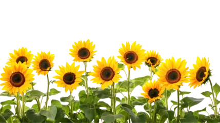  sunflowers in the garden © wiibu