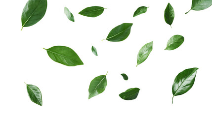 Naklejka premium set of green leaves is flying