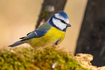 Blaumeise (blue tit) im Herbst, Winter auf einem Ast / Vogel